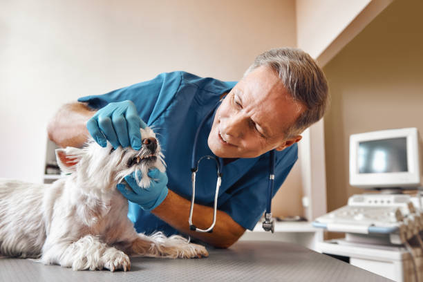 Best Urgent Care for Lost Fillings or Crowns in Spearville, KS